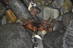 Geograpsus lividus