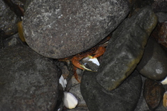 Geograpsus lividus