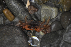 Geograpsus lividus