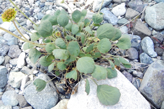Pozoa coriacea
