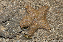 Aquilonastra