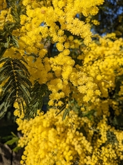Acacia