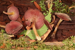 Callistosporium purpureomarginatum