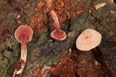 Callistosporium purpureomarginatum