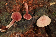 Callistosporium purpureomarginatum