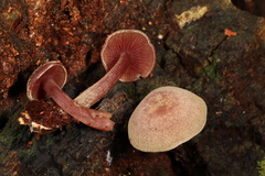 Callistosporium purpureomarginatum
