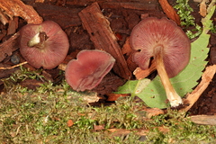 Callistosporium purpureomarginatum