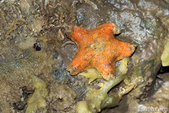 Aquilonastra