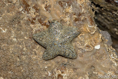 Aquilonastra