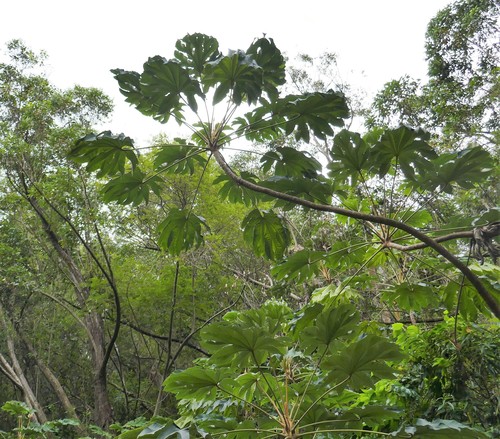 Tetrapanax image