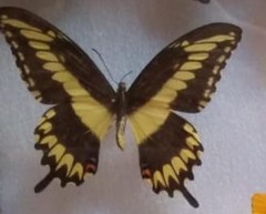 Heraclides ornythion