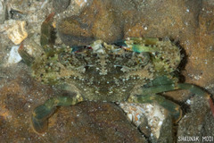 Thalamitinae