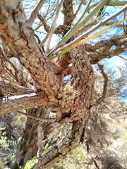 Tillandsia pedicellata
