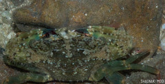 Thalamitinae
