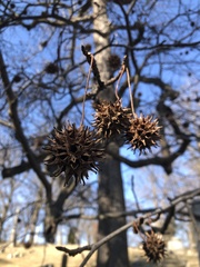 Liquidambar styraciflua