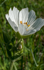 Cerastium maximum