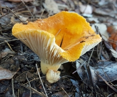 Lactifluus clarkeae