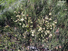 Retanilla ephedra