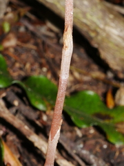 Danhatchia australis