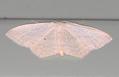 Scopula perlata