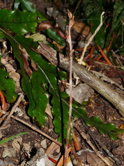 Danhatchia australis