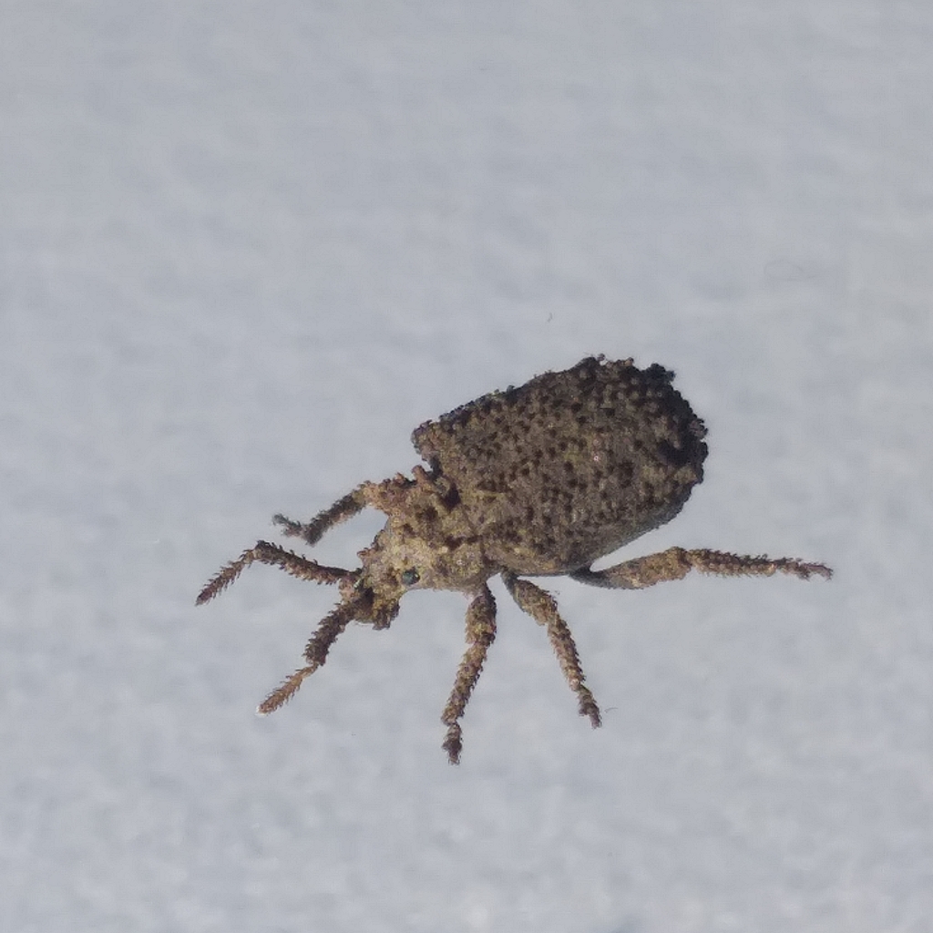 Porpacus decemcornutus