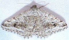 Digrammia pictipennata