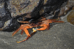 Geograpsus lividus