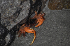 Geograpsus lividus