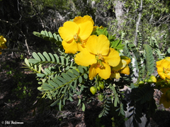 Senna arnottiana