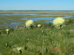 Rhaponticoides taliewii