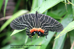 Bhutanitis lidderdalii