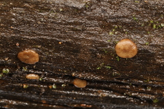 Adelphella babingtonii