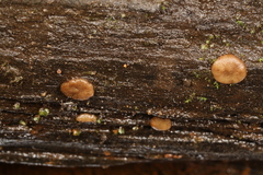 Adelphella babingtonii