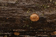 Adelphella babingtonii