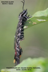 Bhutanitis lidderdalii