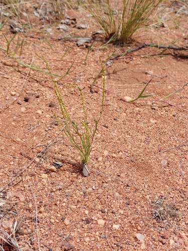 Lophiocarpus tenuissimus (Lophiocarpus tenuissimus)