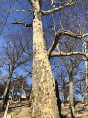 Platanus occidentalis