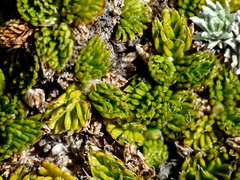 Anisotome imbricata prostrata