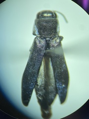 Agrilus putillus