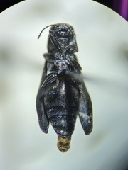 Agrilus putillus