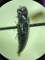 Agrilus putillus