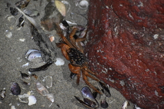 Geograpsus lividus