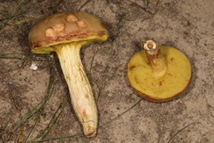 Xerocomus tenax