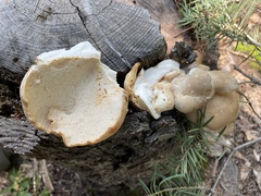 Osteina