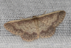 Idaea nephelota