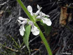 Stachys albicaulis