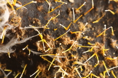Gliocladium polyporicola