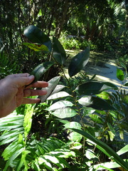 Annona glabra