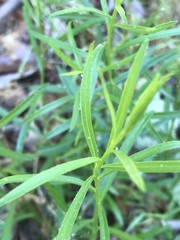 Sericocarpus linifolius